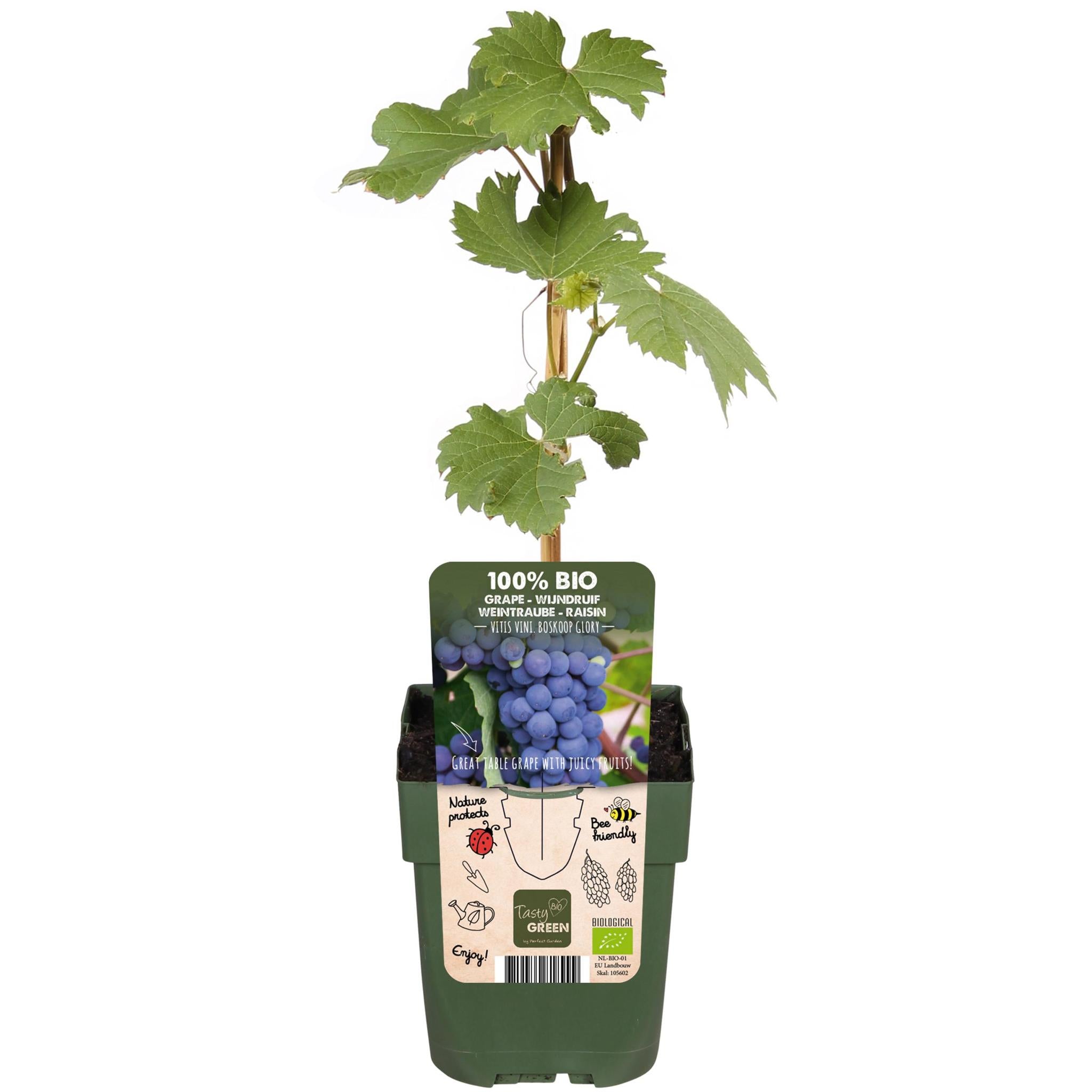 Tasty Green Biologische Vitis vinifera 'Boskoop Glory' (Druif) - Hoogte: 45cm - Potmaat: Ø13cm