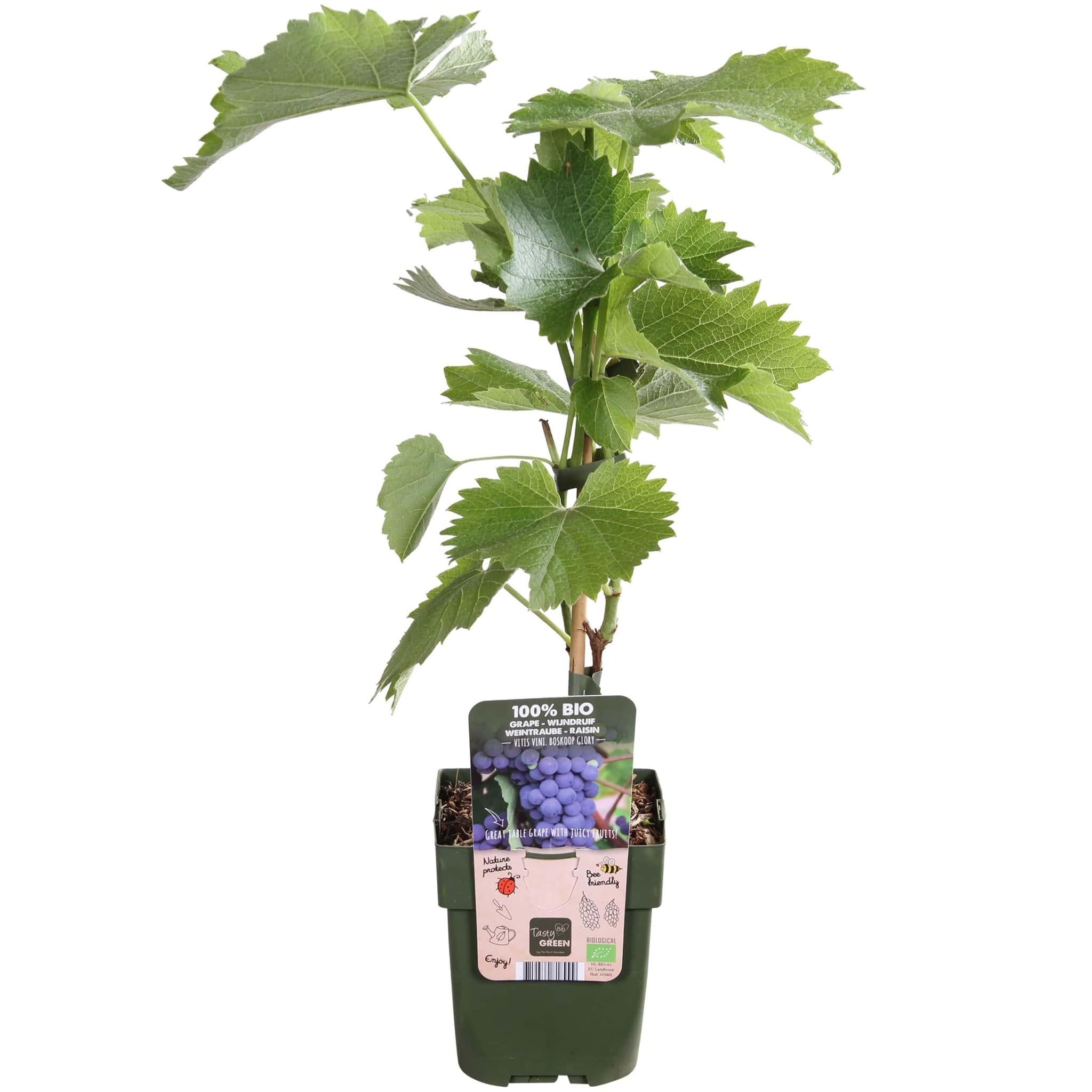 Tasty Green Biologische Vitis vinifera 'Boskoop Glory' (Druif) - Hoogte: 45cm - Potmaat: Ø13cm